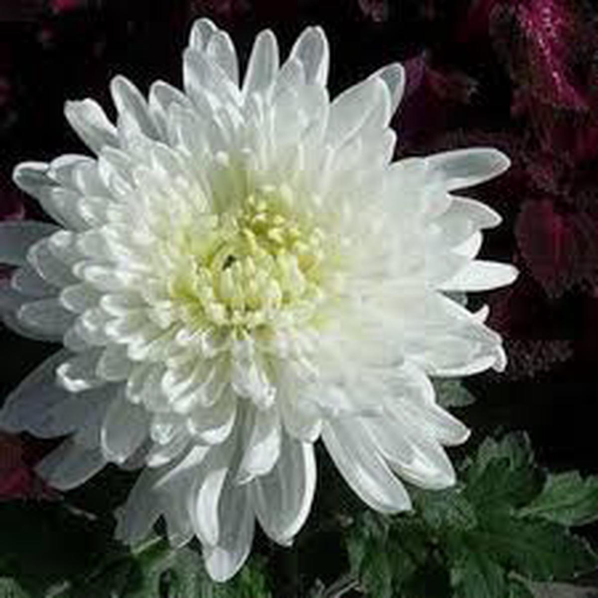 White Chrysanthemum Quercifolia Flower Seeds for Planting Heirloom Non-GMO Home Garden