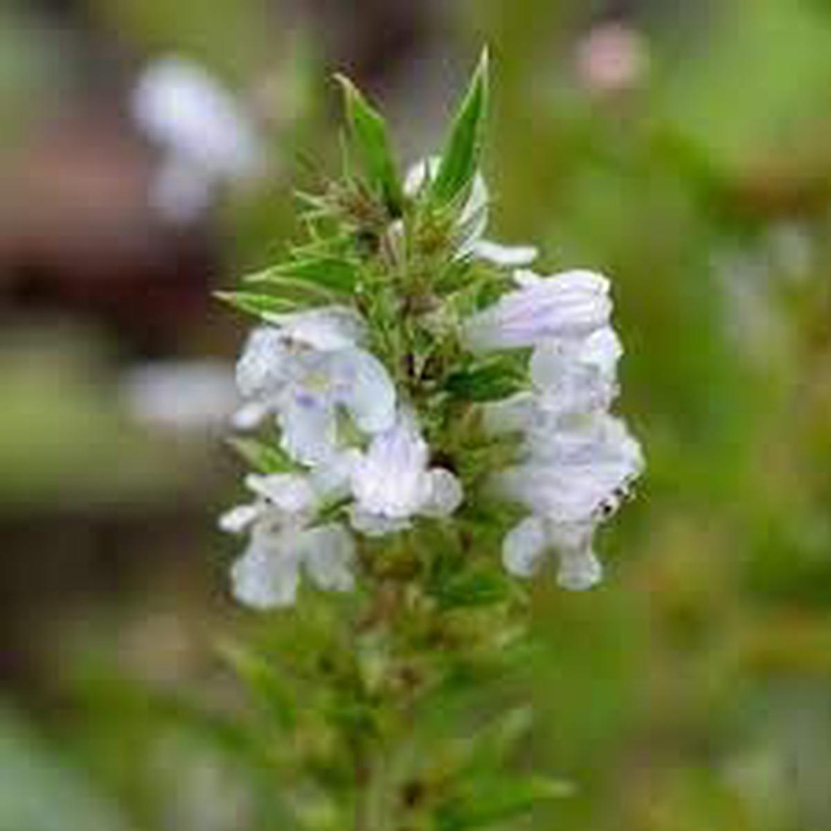 Winter Savory Seeds (Satureja montana) for Planting Organic, Heirloom, Non-GMO Culinary Herb for Gardens