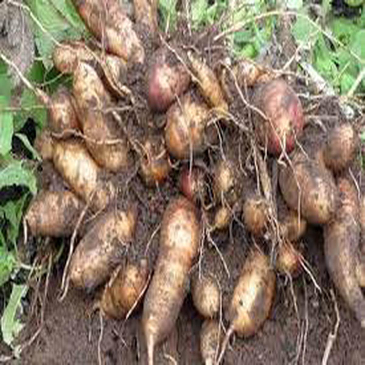 Yacon Vegetable Seeds for Planting - Heirloom & Non-GMO Root Vegetable Seeds