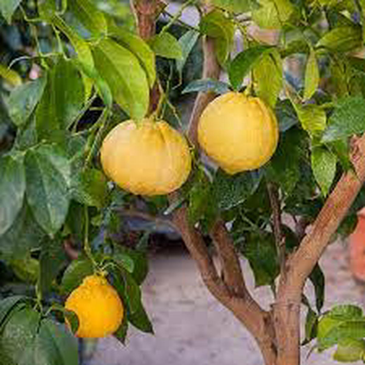 Yellow Bergamot Herb Seeds for Planting  Heirloom, Non-GMO Essential Seeds for Vibrant Gardens