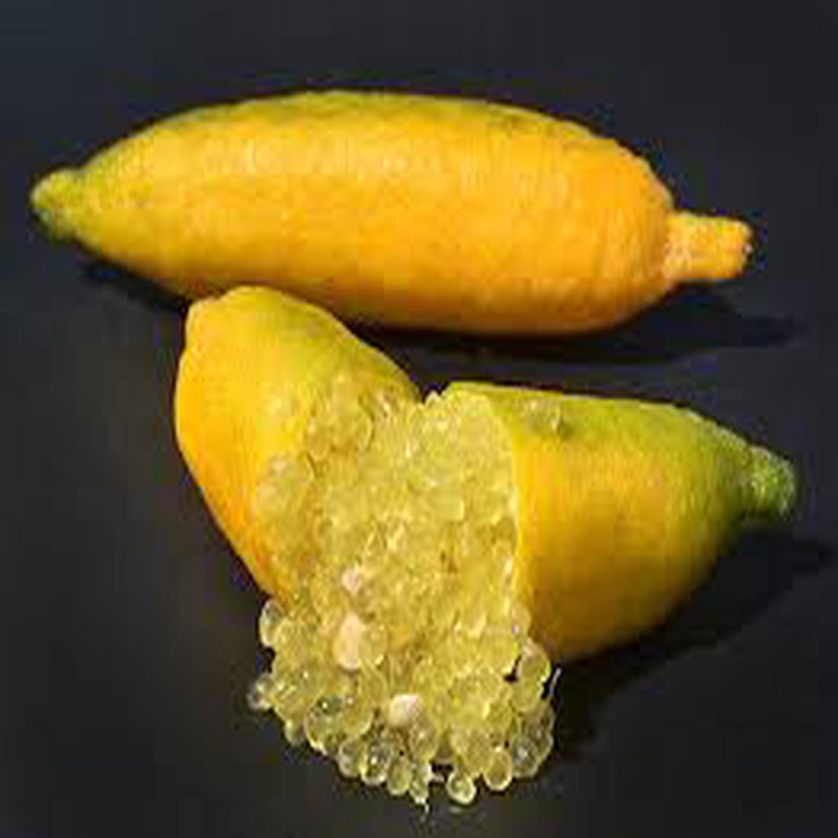 Yellow Gold Finger Lime fruit seeds for planting - Heirloom & Non-GMO Garden seeds, tangy citrus pearls for gardens