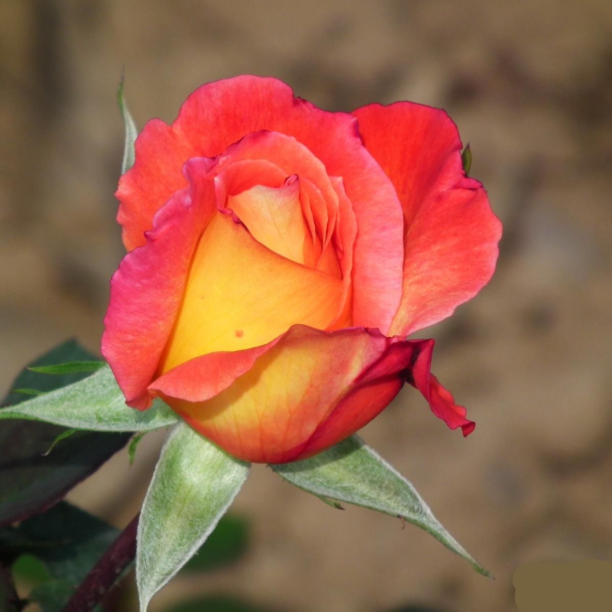 Yellow Red Rose Flower Seeds for Planting  Heirloom, Non-GMO, High Germination Organic Garden Seeds