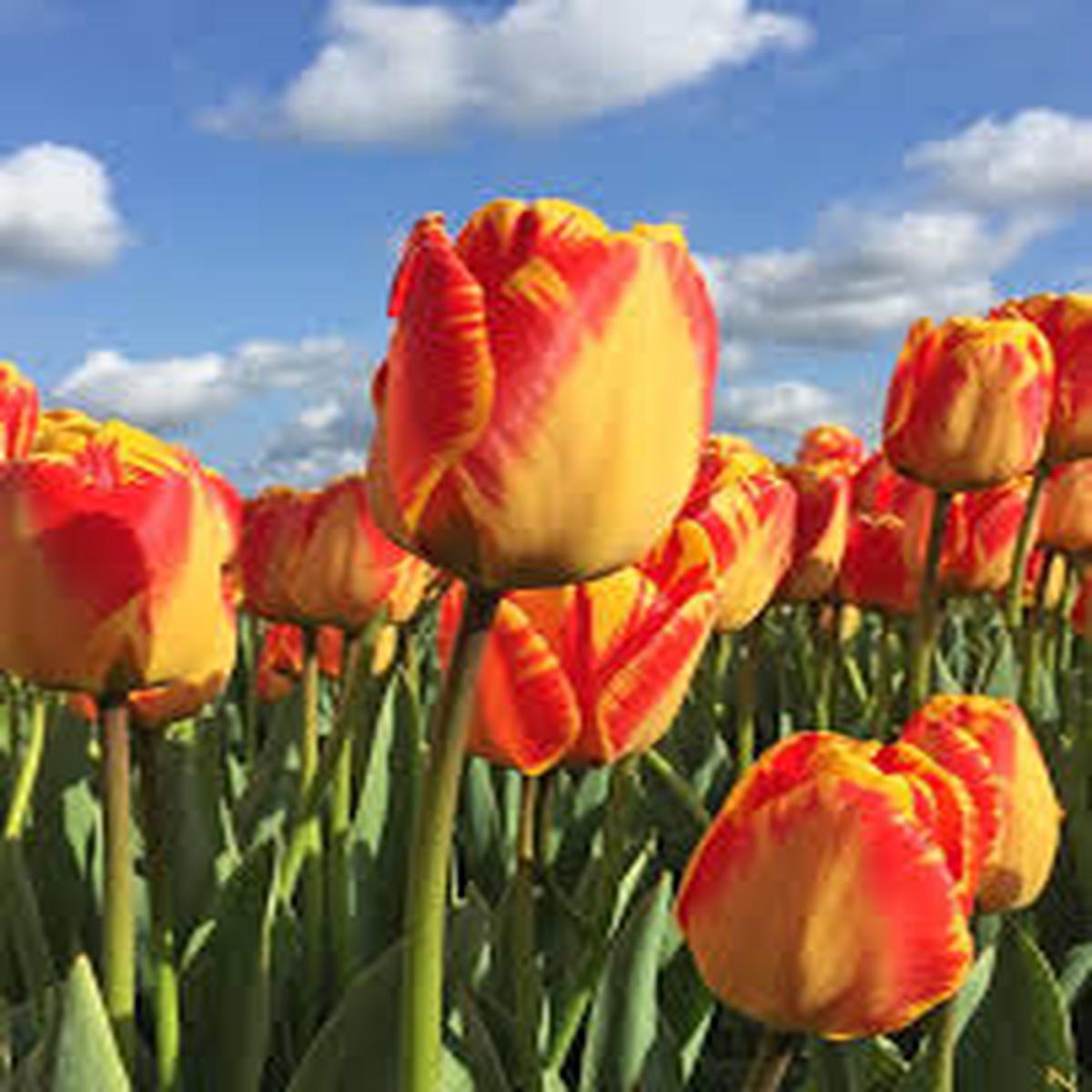Yellow Red Tulip Flower Seeds for Planting  Heirloom, Non-GMO, Premium Organic Garden Seeds with High Germination