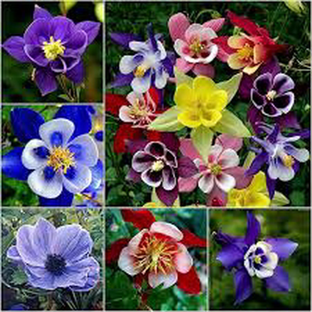 Aquilegia Flower Seeds for Planting Low Maintenance, Heirloom & Non-GMO Seeds