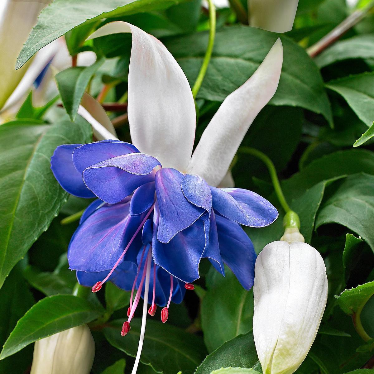 Blue Double Petals Fuchsia Flower Seeds for Planting | Heirloom Non-GMO High Germination