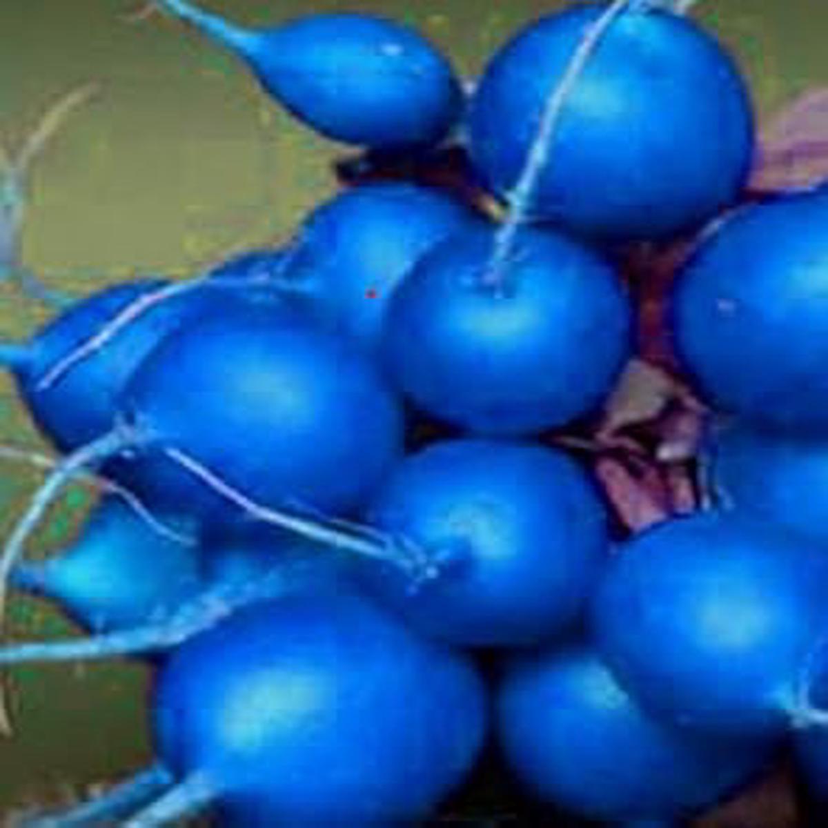 Blue Radish Seeds for Planting Heirloom, Non-GMO, Organic Garden Seeds Rare & Colorful, High Germination