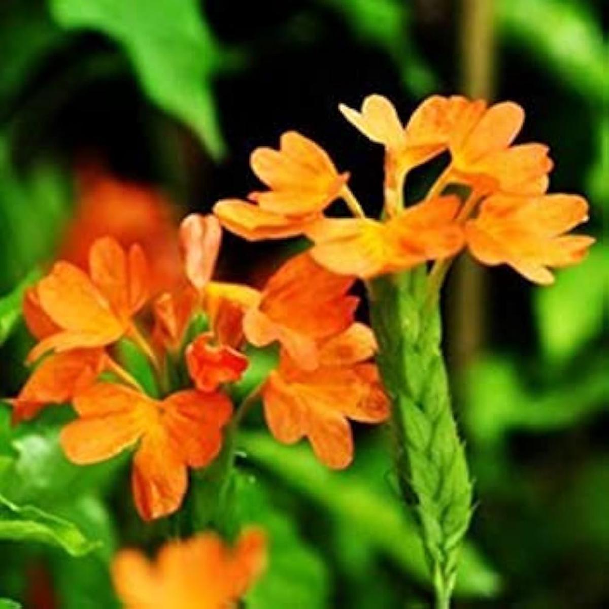 Firecracker Flower Seeds for Planting | Heirloom Non-GMO Organic Garden Seeds