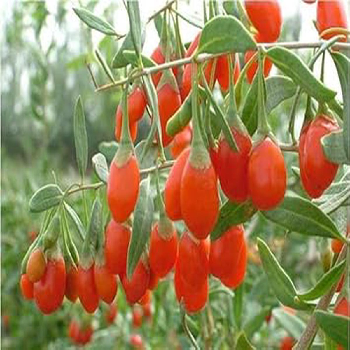 Goji Wolfberry fruit seeds for planting Heirloom & Non-GMO nutritious superfood garden seeds
