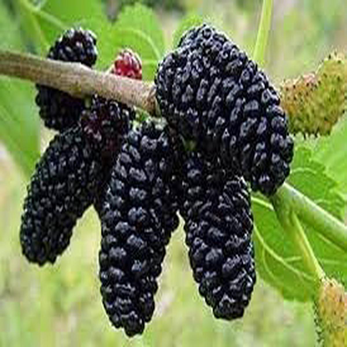 Mulberry fruit seeds for planting Heirloom & Non-GMO Garden seeds
