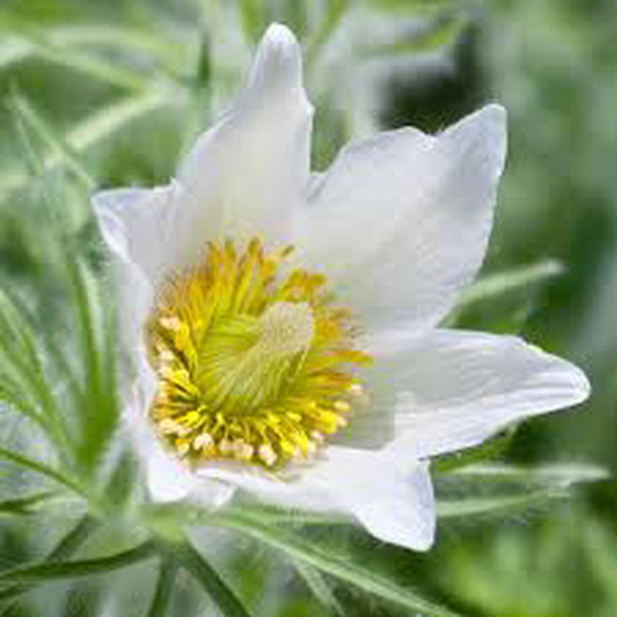White Pasque Flower Seeds for Planting Long Bloom Season, Heirloom & Non-GMO Seeds for Home Garden, 100pcs