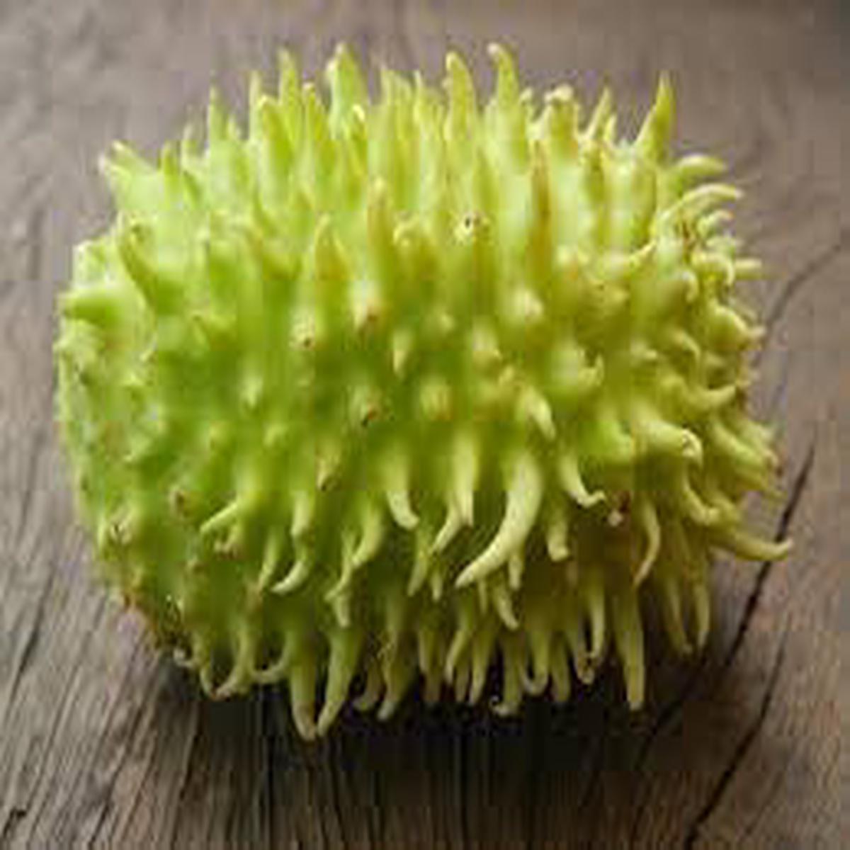 Wild Gherkin Cucumber Seeds for Planting  Heirloom, Non-GMO  Tangy Mini Fruits for Pickling & Organic Gardens