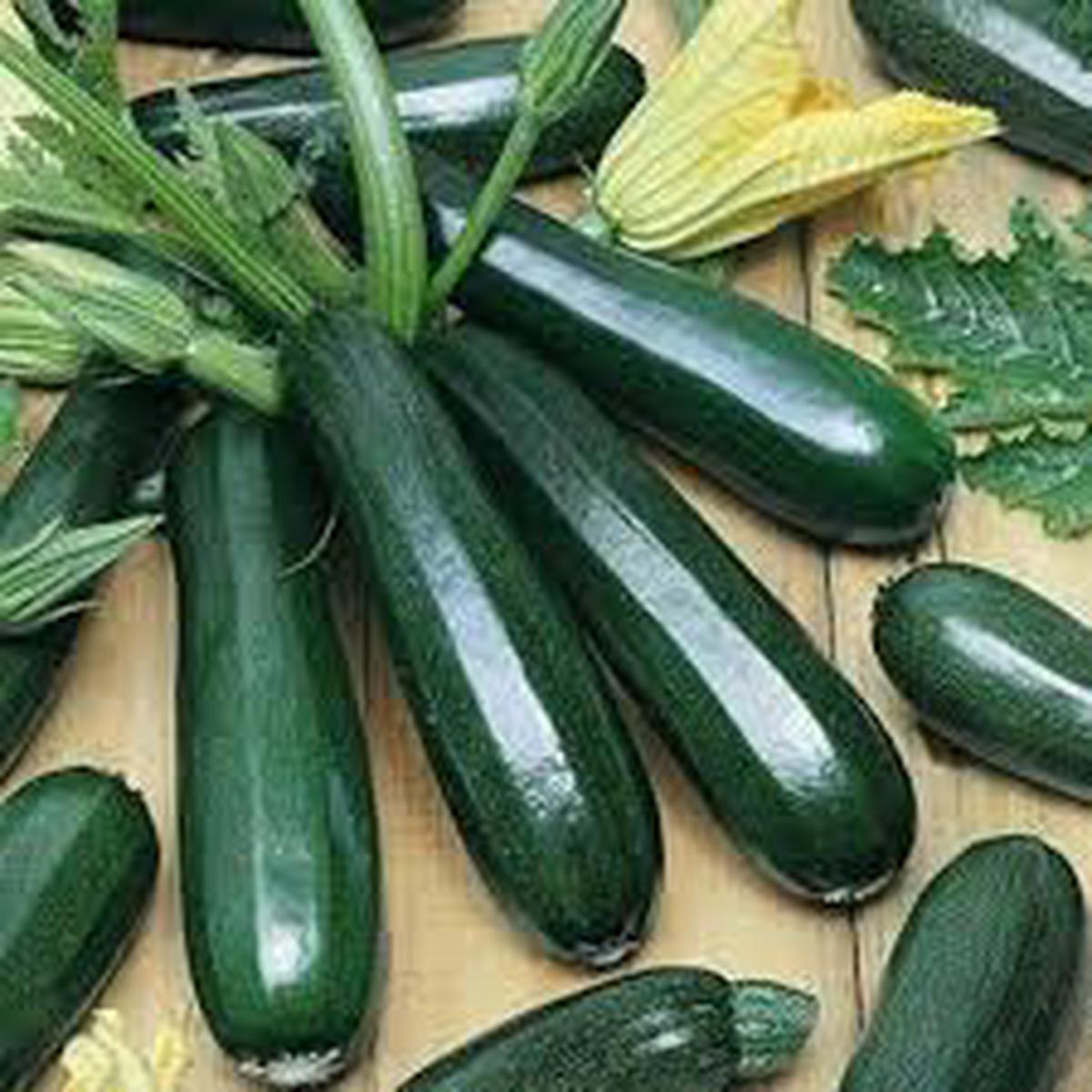 Zucchino Vegetable Seeds for Planting Heirloom Non-GMO, High Germination Organic Garden Seeds
