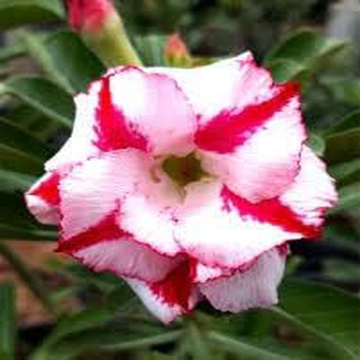 Adenium Obesum Flower Seeds for Planting Heirloom, Non-GMO, Bright Blooms Organic Garden Seeds