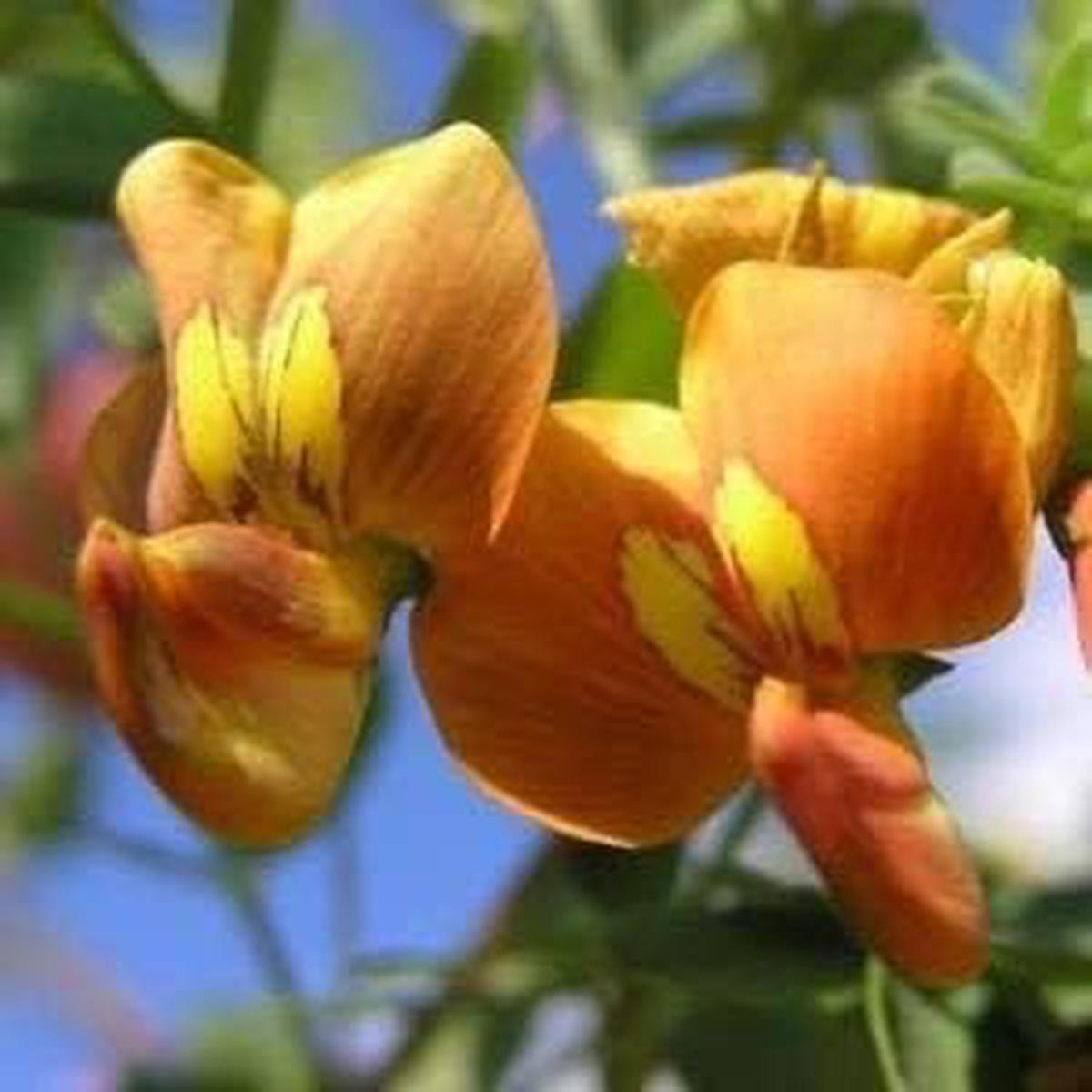 Bladder Senna Bush Herb Seeds for Planting Heirloom, Non-GMO, Organic Garden Seeds with High Germination