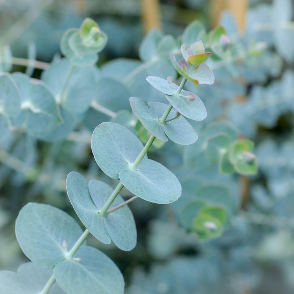 Blue Eucalyptus Herb Seeds for Planting Heirloom, Non-GMO Easy-Care Seeds for Fragrant Gardens