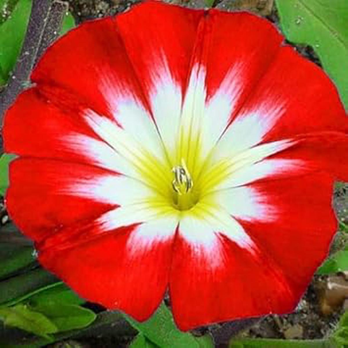 Convolvulus Flower Seeds for Planting Heirloom, Non-GMO, Organic Garden Seeds with High Germination