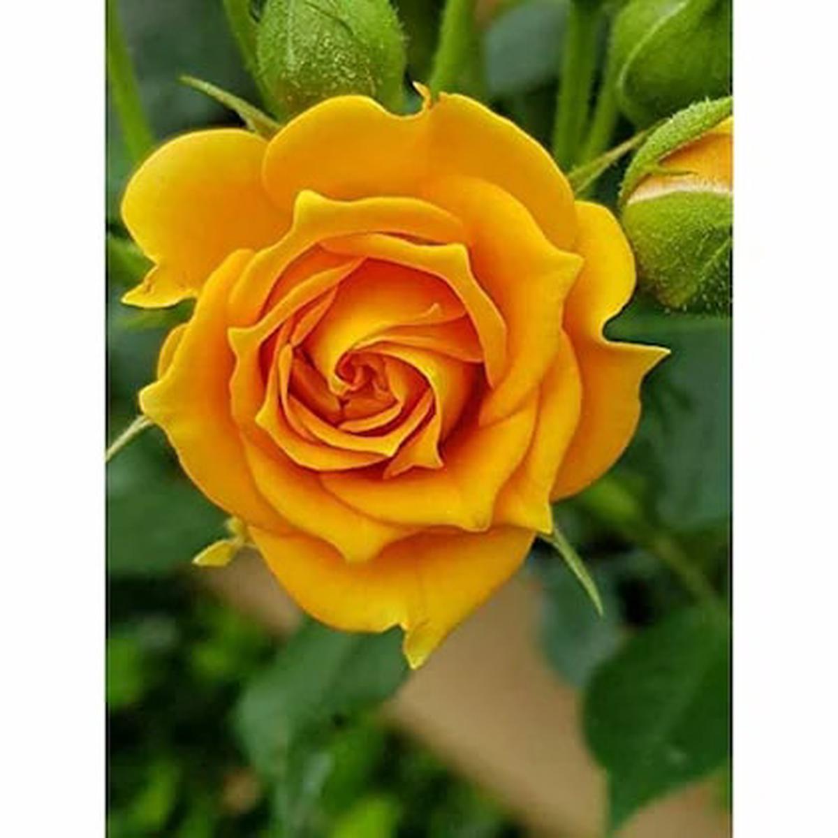 Dark Yellow Rose Flower Seeds for Planting Non-GMO, Heirloom Garden Seeds Perfect for Borders