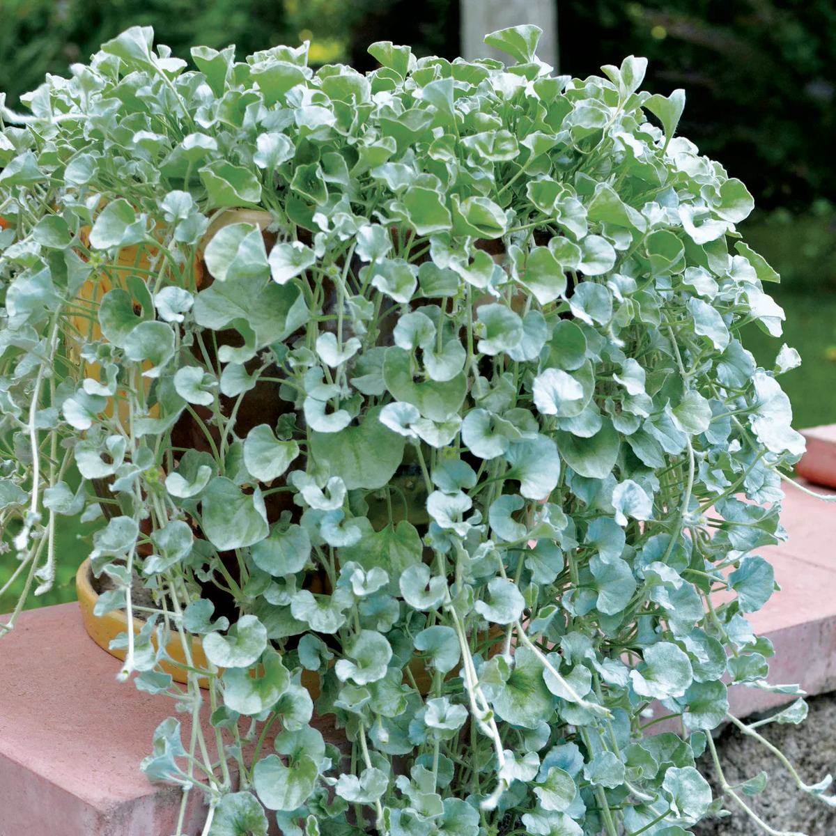 Dichondra Blue Seeds for Planting Heirloom, Non-GMO, High Germination Organic Trailing Garden Seeds