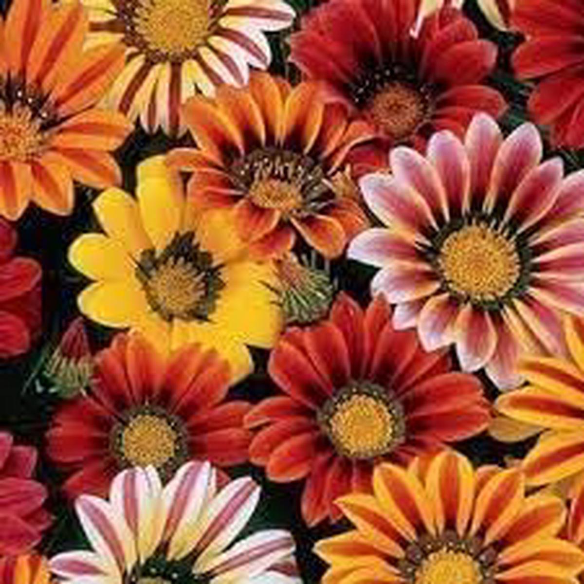Gazania Sunshine Flower Seeds for Planting Heirloom & Non-GMO Drought-Tolerant Blooms for Sunny Borders & Containers