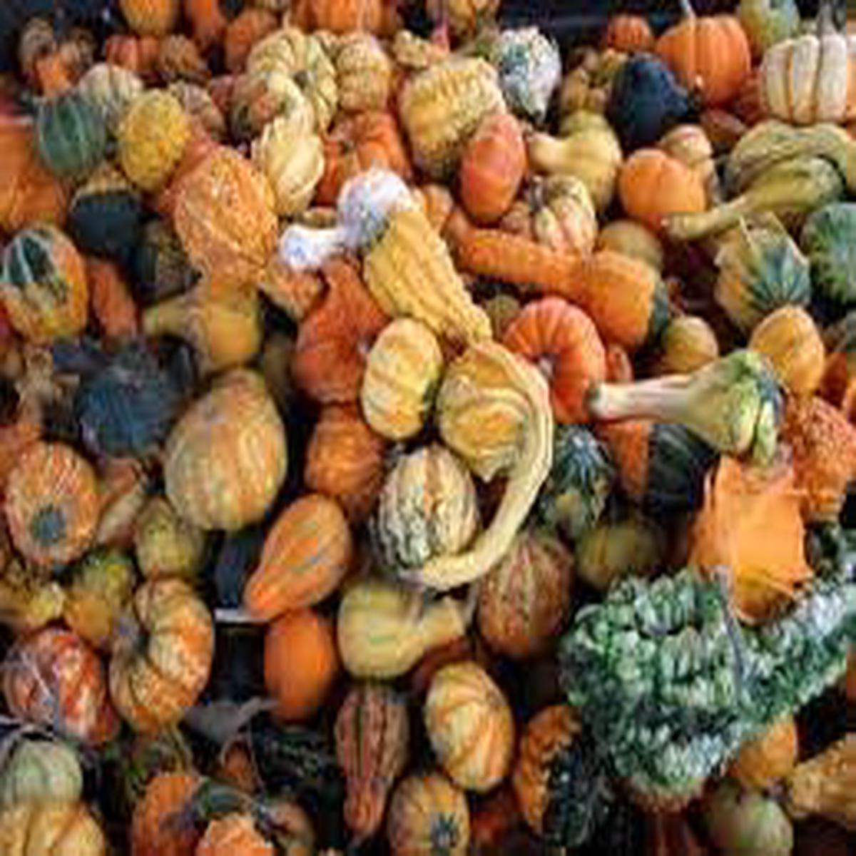 Gourd Seeds for Planting Heirloom, Non-GMO, High Germination