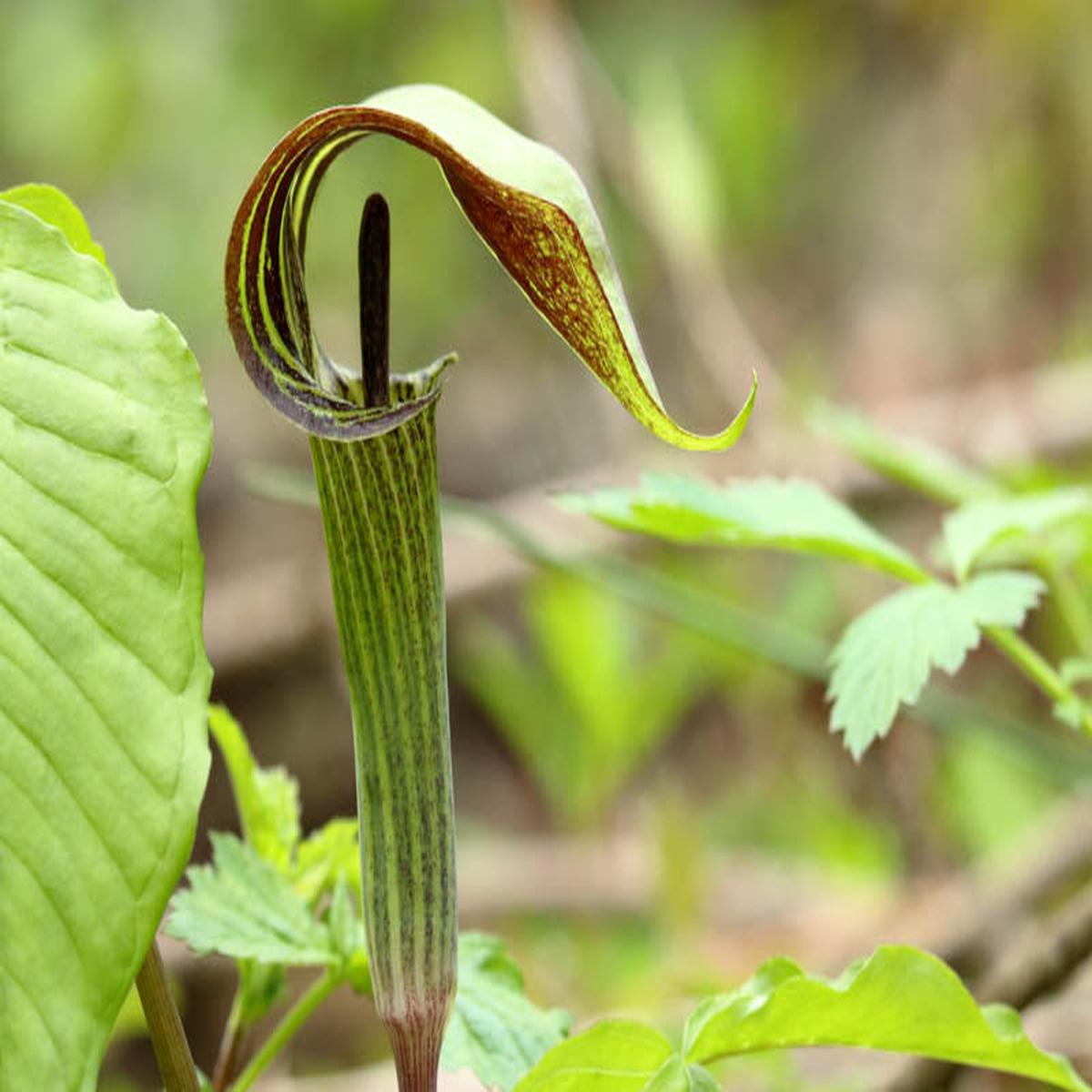 Green Arisaema Triphyllum Flower Seeds for Planting Heirloom, Non-GMO, High Germination