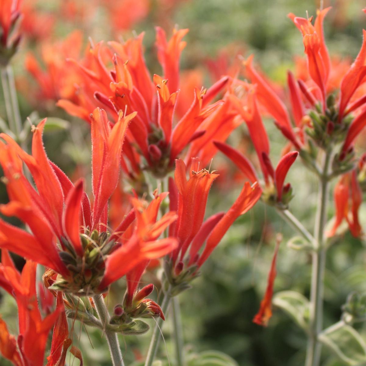 Hummingbird Flower Seeds for Planting Heirloom, Non-GMO, High Germination Seasonal Bloomer