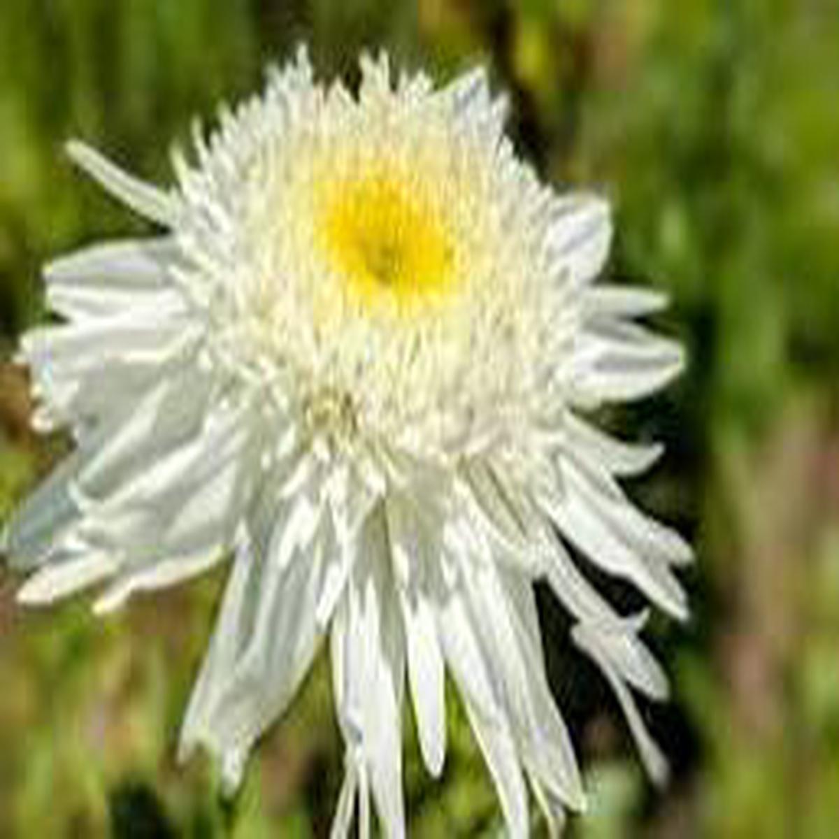 Light Yellow Callistephus Flower Seeds Shade Tolerant, Heirloom, Non-GMO & High Germination Organic Garden Seeds