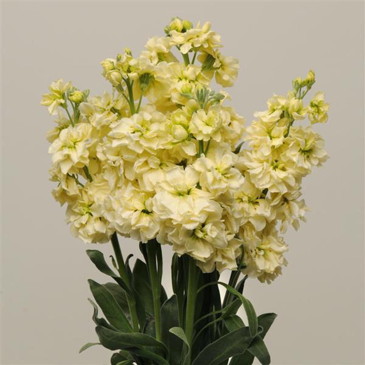 Light Yellow Matthiola Flower Seeds Vibrant Colors, Heirloom & Non-GMO Seeds for Home Garden