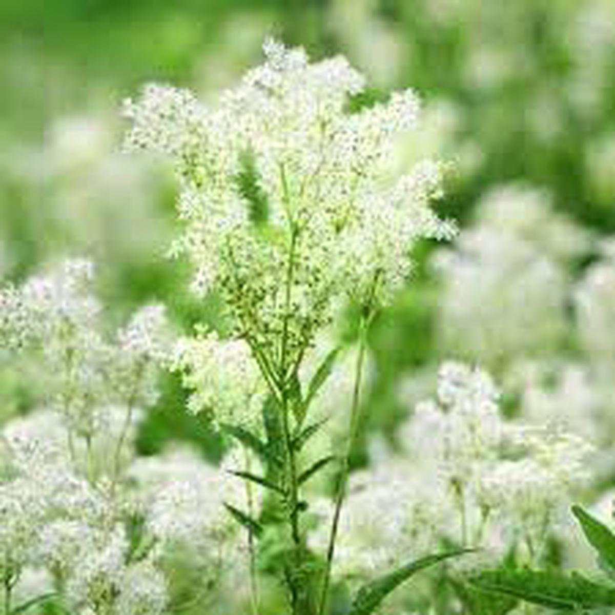 Meadowsweet Plant Seeds for Planting Heirloom, Non-GMO Medicinal Herb (Filipendula ulmaria)