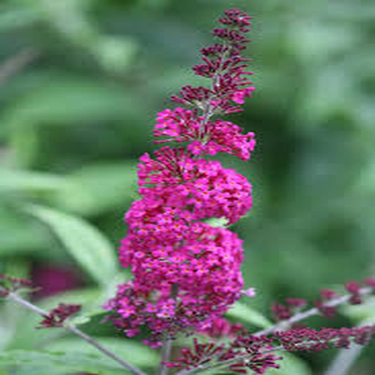Miss Ruby Pink Flower Seeds for Planting Heirloom Non-GMO Organic Garden Seeds with High Germination