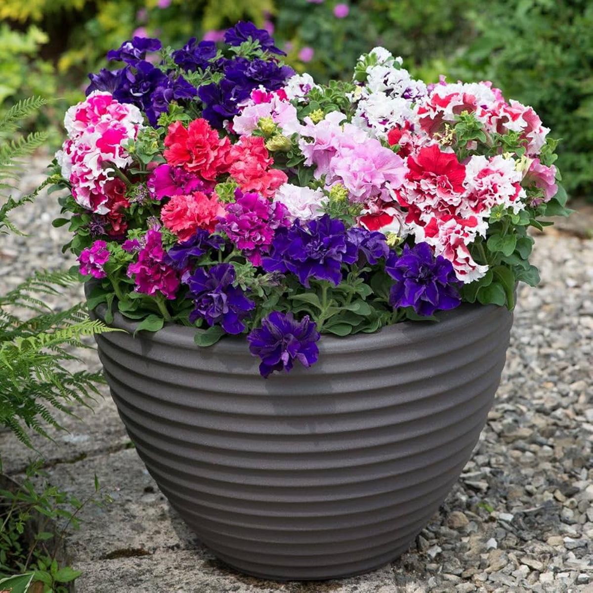 Mixed Colour Double Petunia Seeds for Planting Heirloom, Non-GMO, High Germination Vibrant Blooms