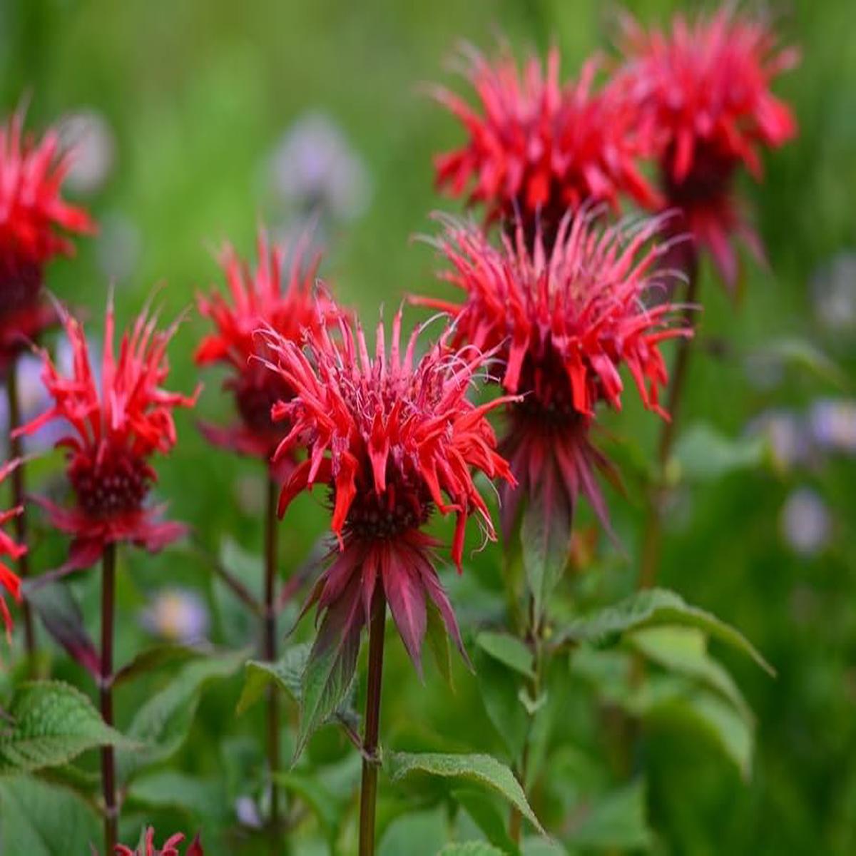 Monarda Flower Seeds for Planting Heirloom, Non-GMO, Compact Growth Organic Garden Seeds