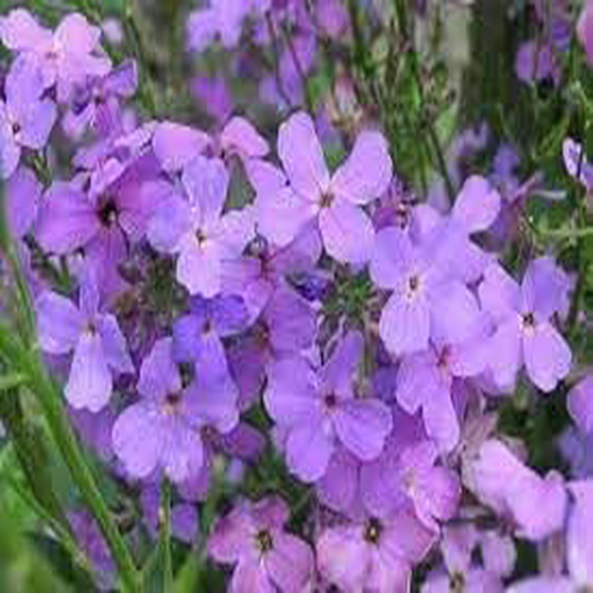 Organic Bicornis Flower Seeds for Planting Heirloom, Non-GMO, High Germination