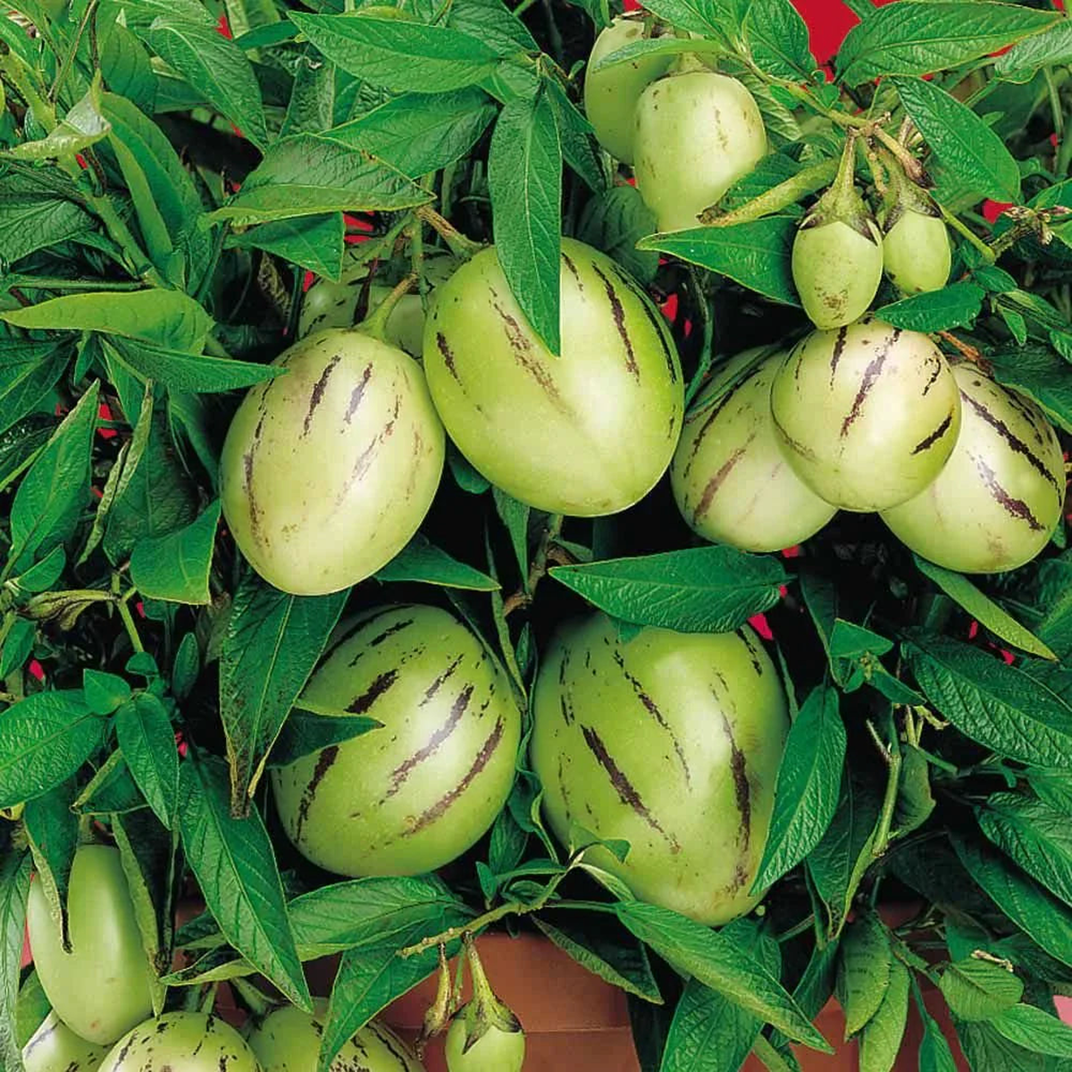 Pepino Melon fruit seeds for planting - Heirloom & Non-GMO Garden seeds