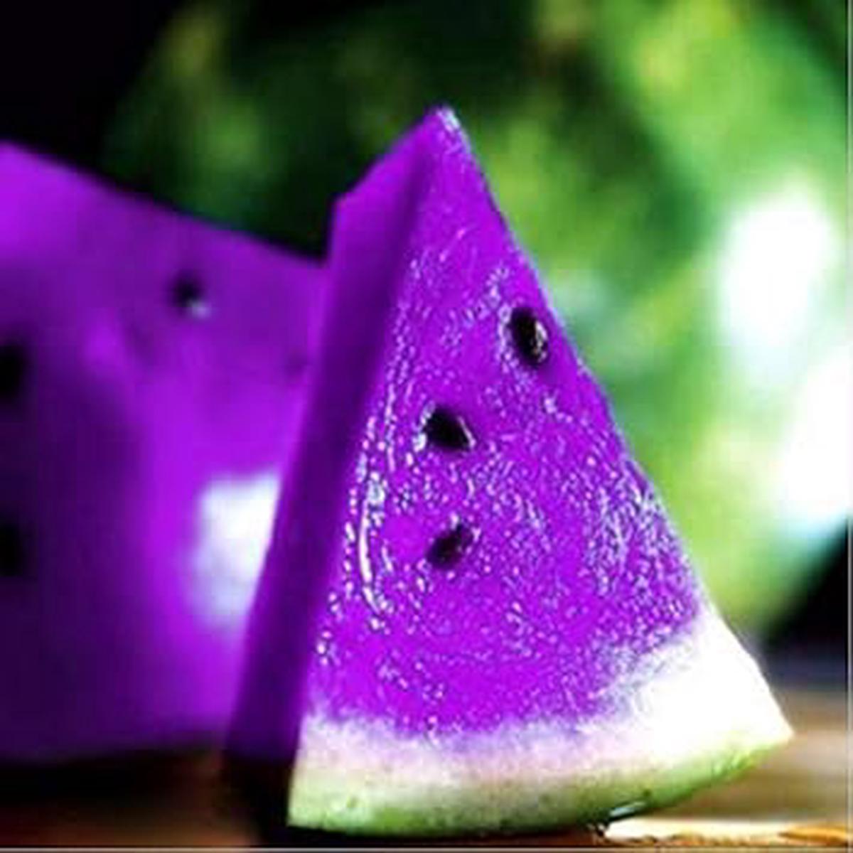 Purple Watermelon Fruit Seeds Heirloom, Non-GMO Seeds for Refreshing Sweet Fruit Planting