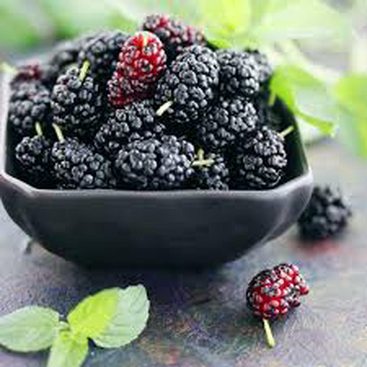 Rare Mulberry fruit seeds for planting - Heirloom & Non-GMO Garden seeds, sweet nutritious berry harvests
