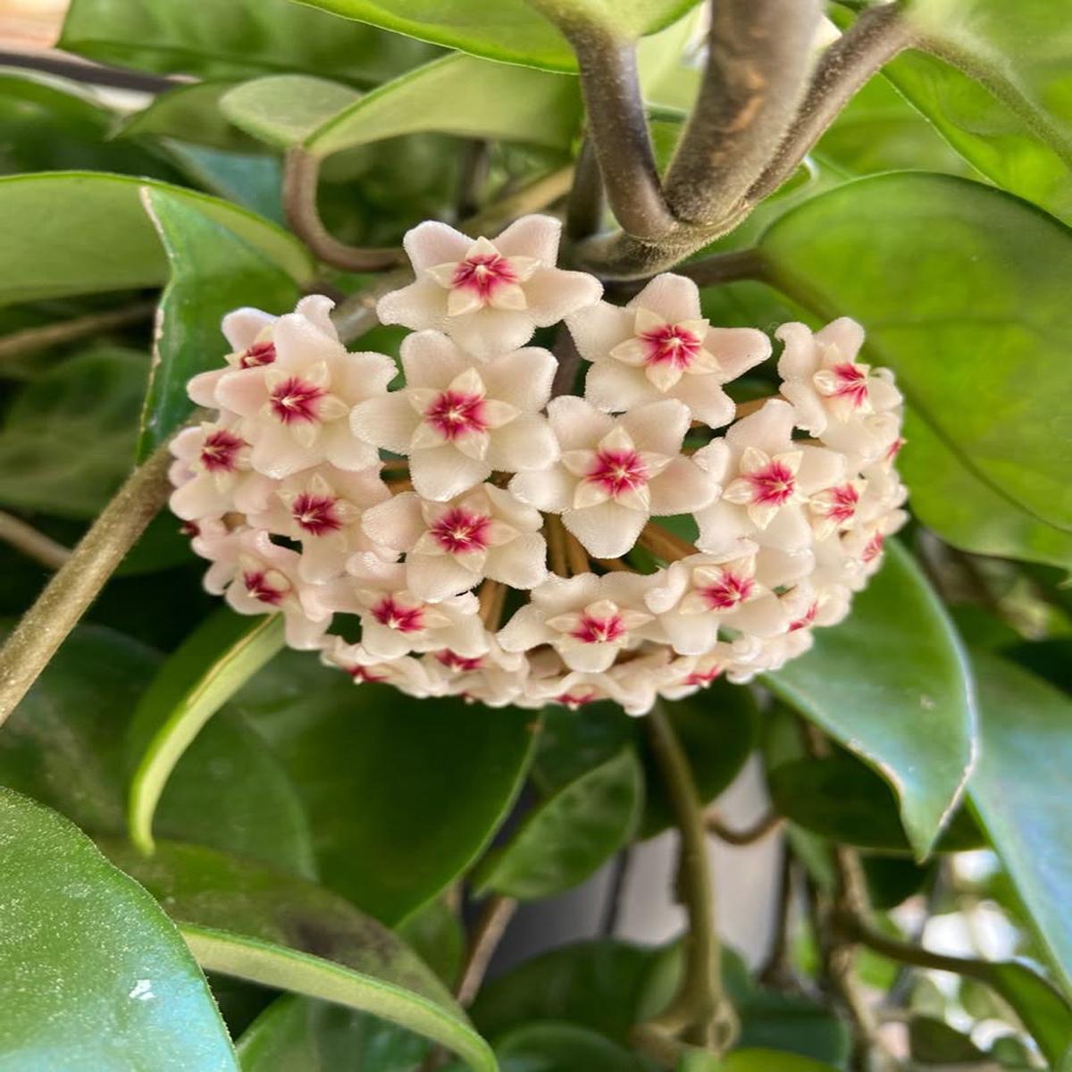Red Cream Hoya Carnosa Flower Seeds for Planting | Heirloom Non-GMO High Germination Seeds