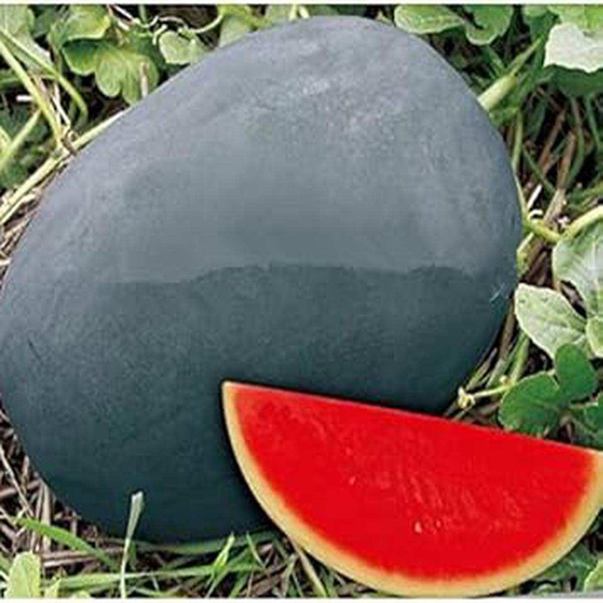 Red Watermelon fruit seeds for planting - Heirloom & Non-GMO Garden seeds, ideal fresh seasonal melon variety