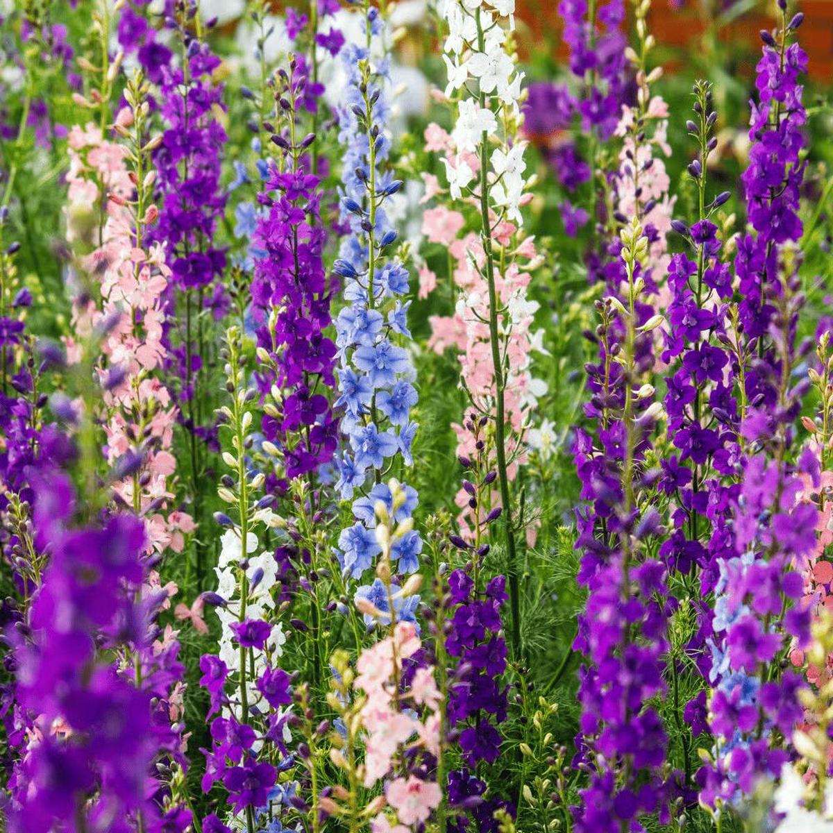Rocket Larkspur Flower Seeds for Planting Heirloom Non-GMO, High Germination Organic Garden Seeds