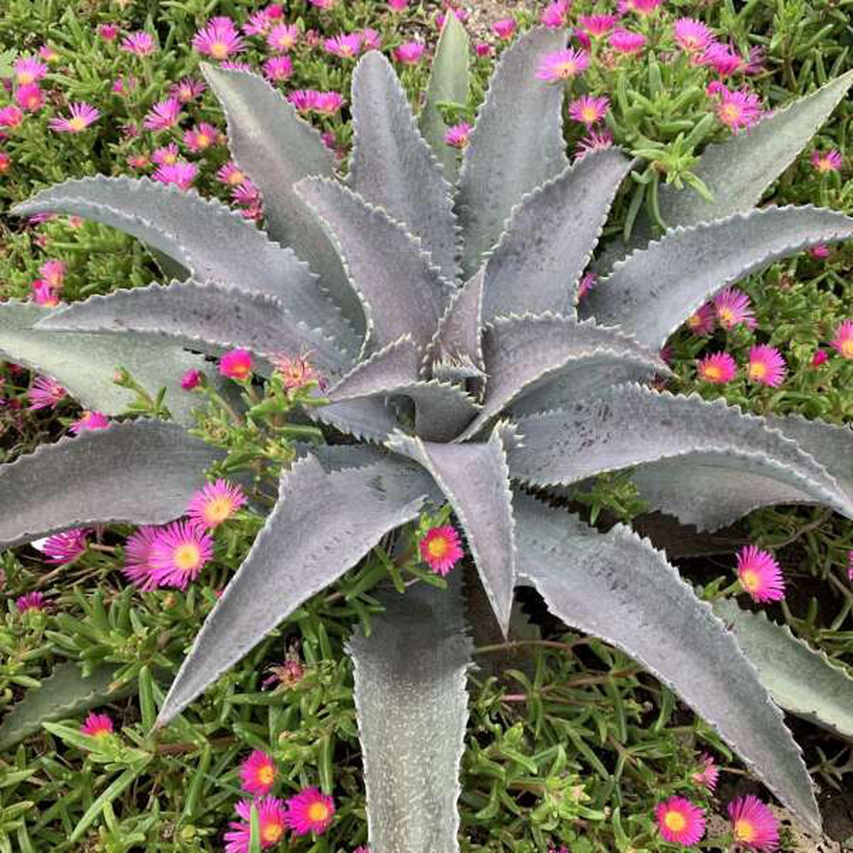 Silver Agave Flower Seeds for Planting Heirloom Non-GMO, High Germination Organic Garden Seeds