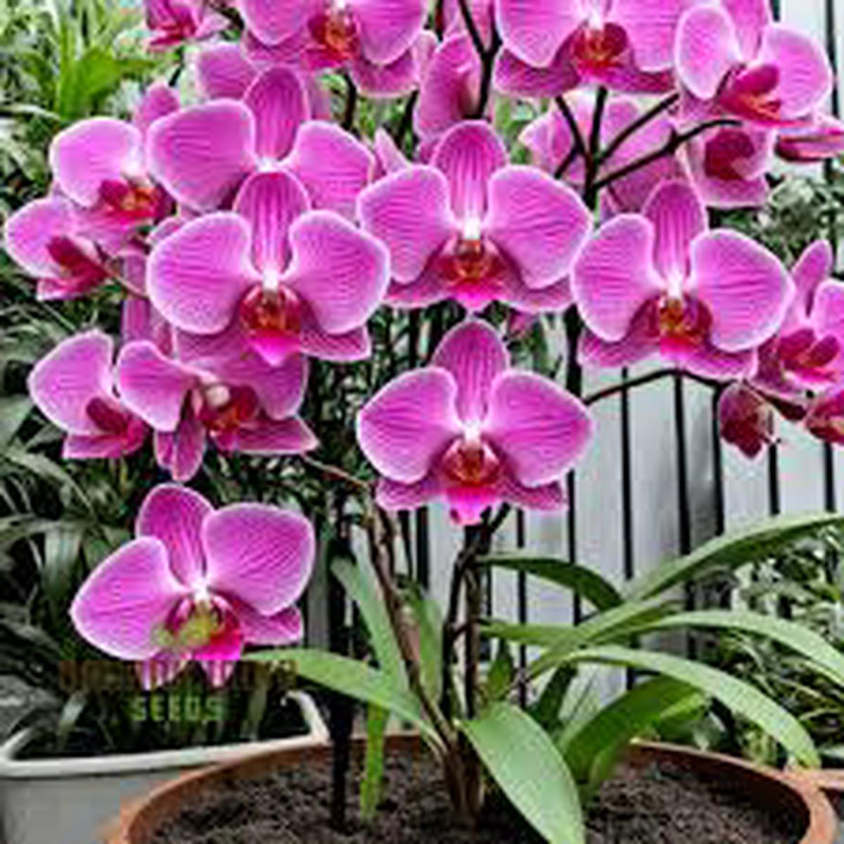 Slipper Orchid Flower seeds for Planting Sun Loving, Heirloom & GMO Free Seeds, High Germination