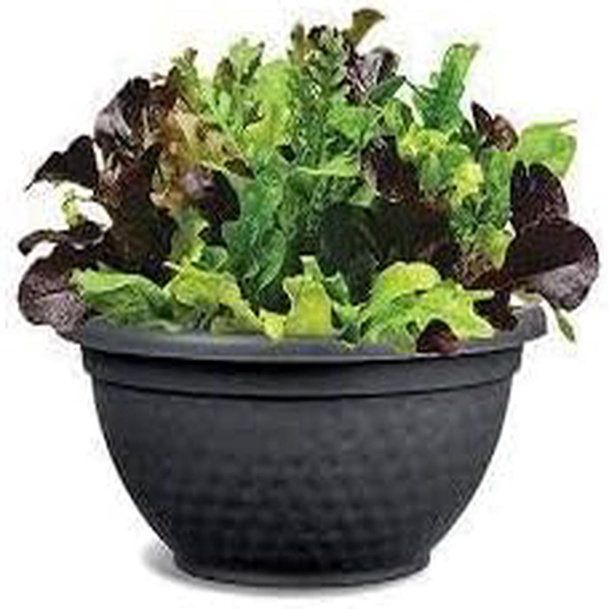 Alfresco Vegetable Seeds for Planting Heirloom & Non-GMO, High Germination Organic Seeds for Fresh Seasonal Garden Produce