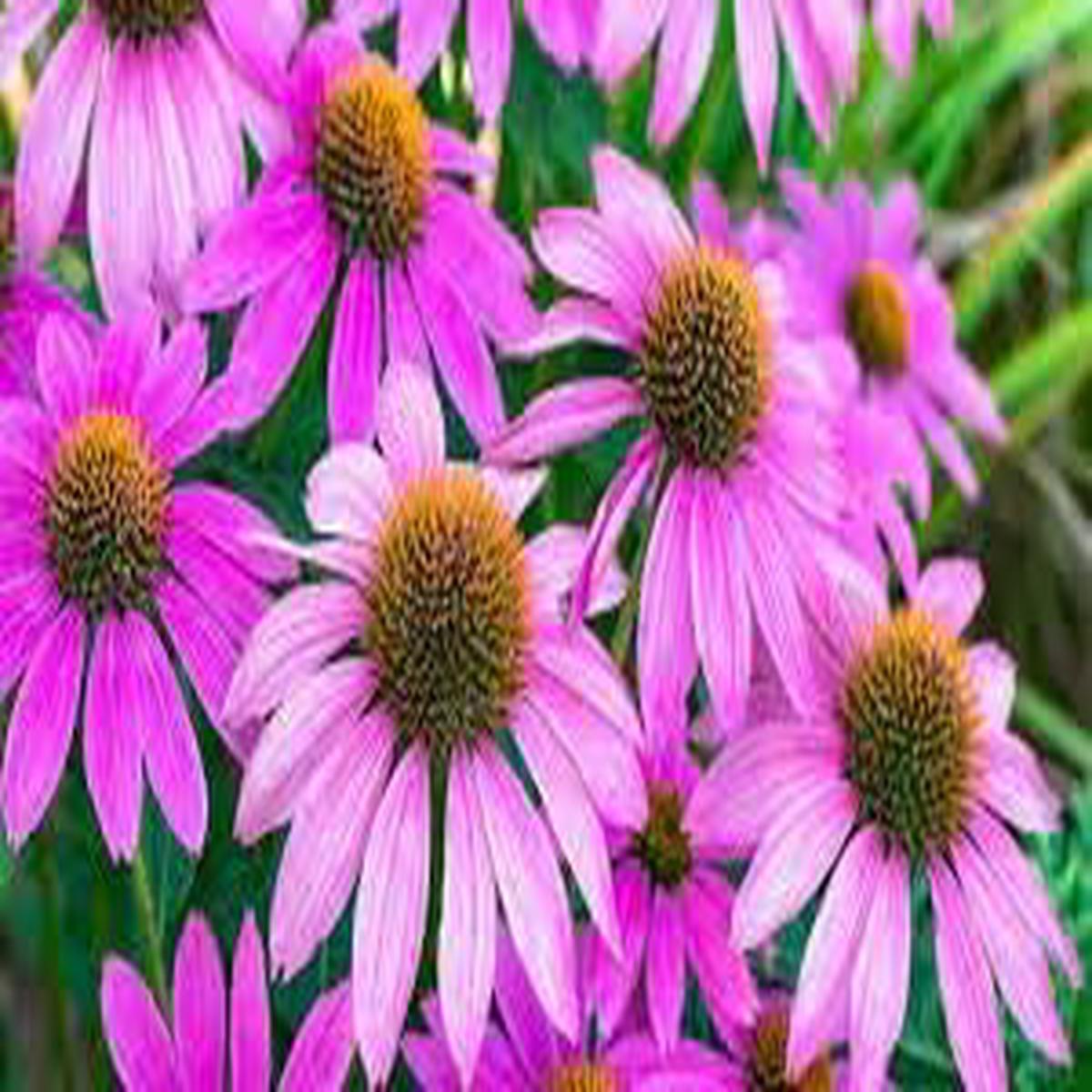 ConeFlower Seeds for Planting Seasonal Bloomer, Heirloom, Non-GMO, High Germination Garden Seeds
