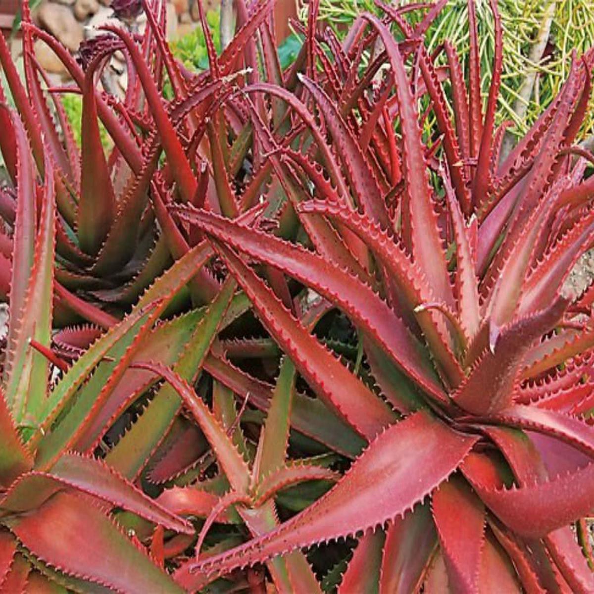 Green Red Aloe Vera Herb Seeds  Heirloom, Non-GMO Seasonal Essential Seeds for Garden Planting