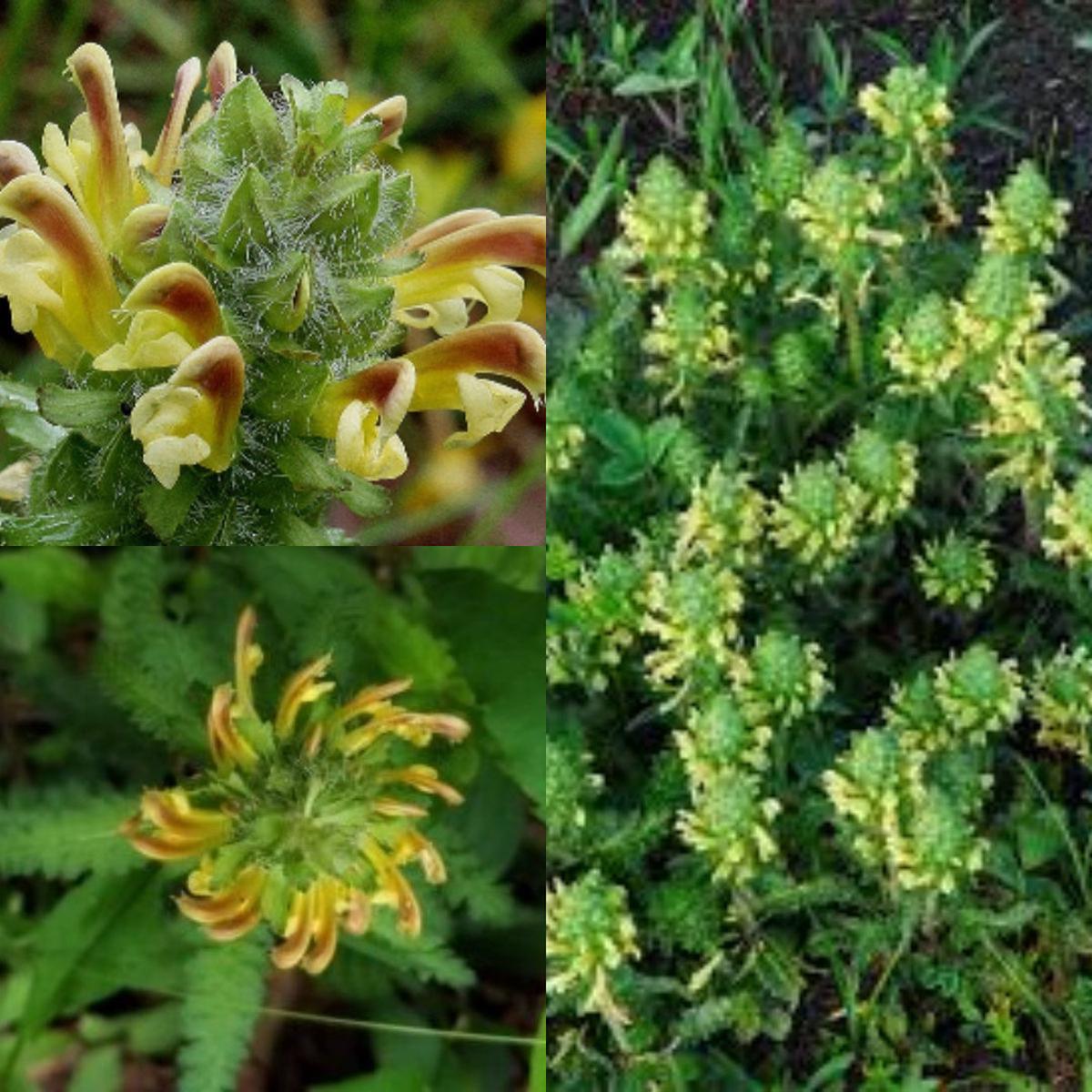 Lousewort Flower Seeds for Planting  Hardy Perennial Wildflower, Attracts Pollinators