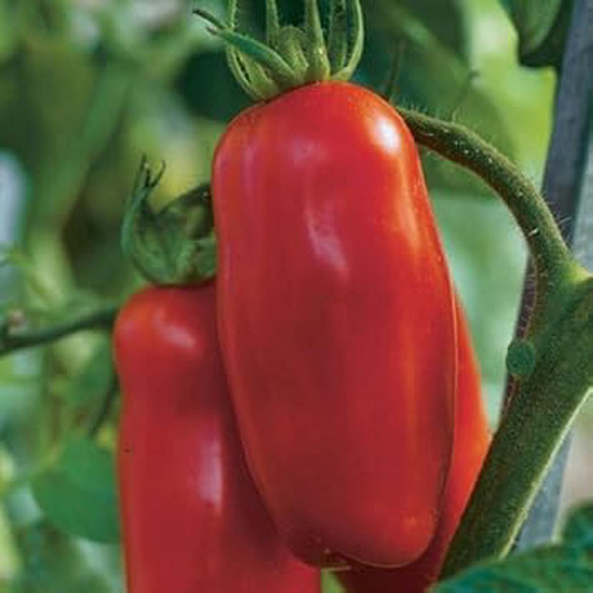 Red Marzano Tomato Seeds for Planting Heirloom, Non-GMO, High Germination