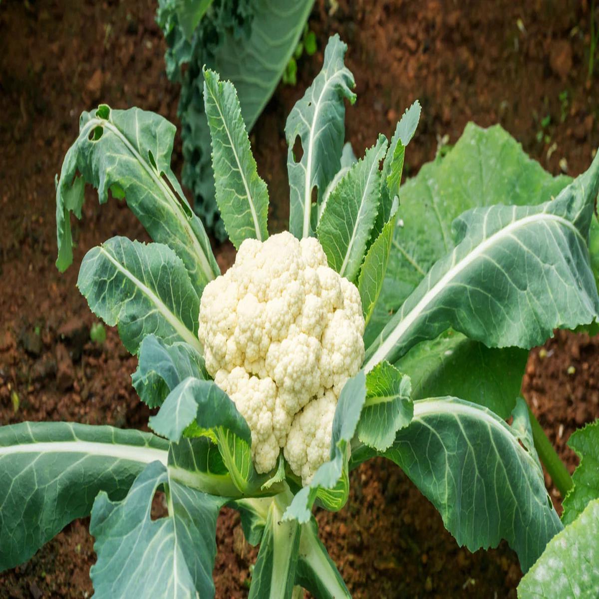 Self Blanching Cauliflower Seeds for Planting Heirloom, Non-GMO, Compact Vegetable High Germination