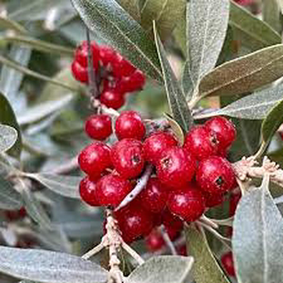 Silver Buffaloberry fruit seeds for planting - Heirloom & Non-GMO Garden seeds for hardy native edibles