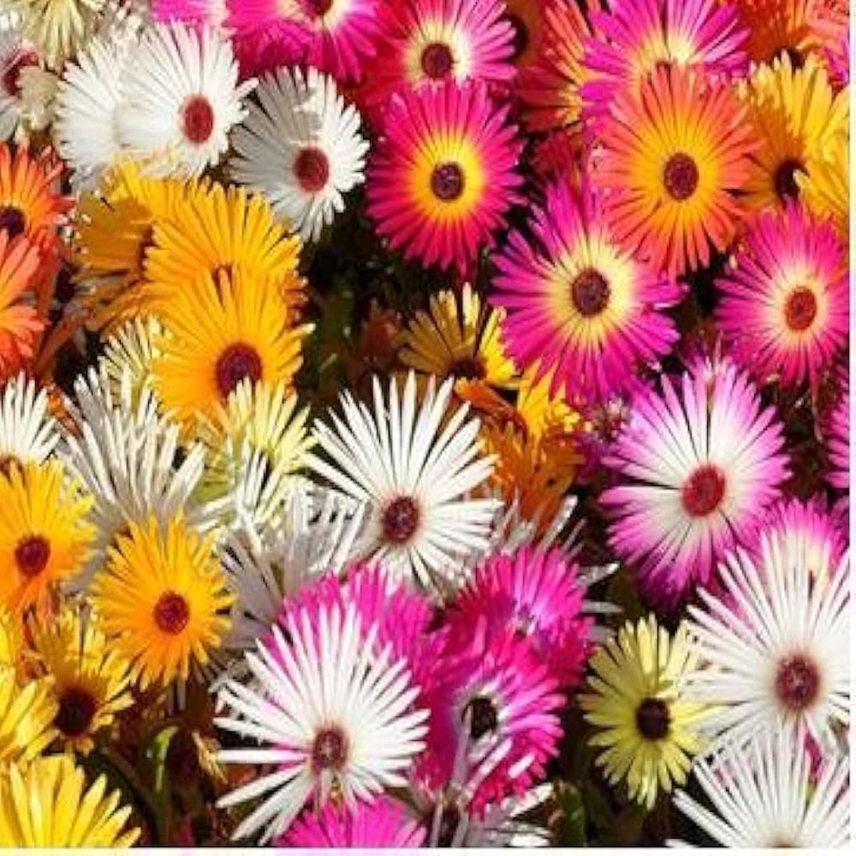 Summer Flower Seeds for Planting Heirloom, Non-GMO, Bright Blooms Organic Garden Seeds