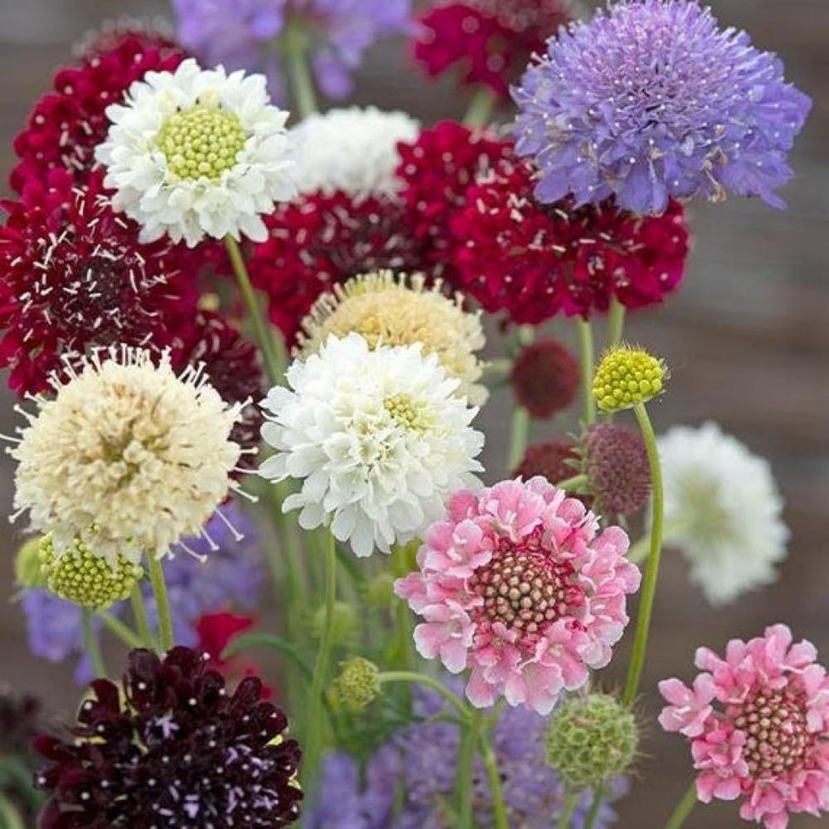 Yellow Scabious Flower Seeds for Planting Bright, Bee-Friendly Blooms